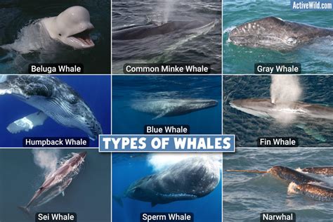 how are whales similar to fish